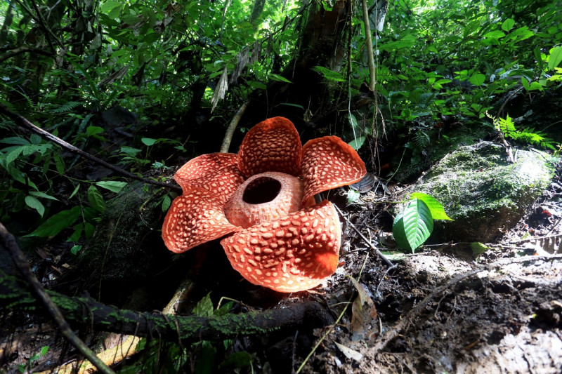 INDONESIA-WEST SUMATRA-RAFFLESIA FLOWER