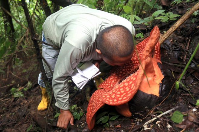 WORLDS BIGGEST FLOWER