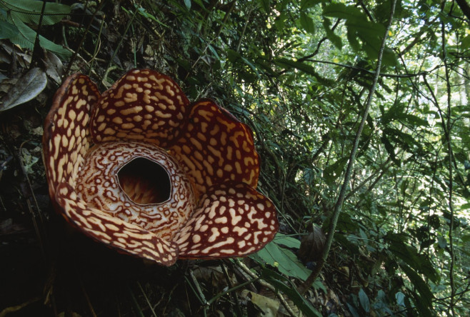 Evolve - RAFFLESIA flower