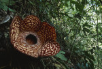 Evolve - RAFFLESIA flower