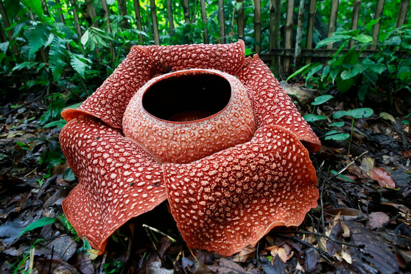 Indonesia: Worldís Largest Flower Spotted in Blooming In Lampung Province