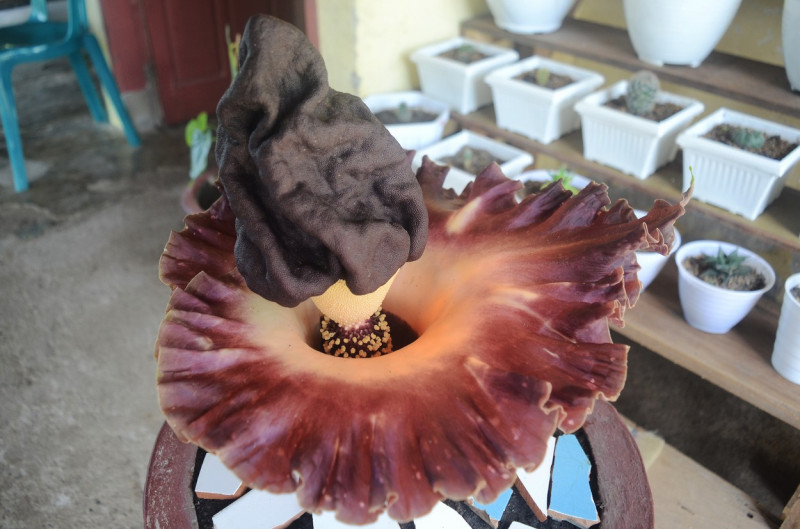 The Mini Carcass Flower in Parepare