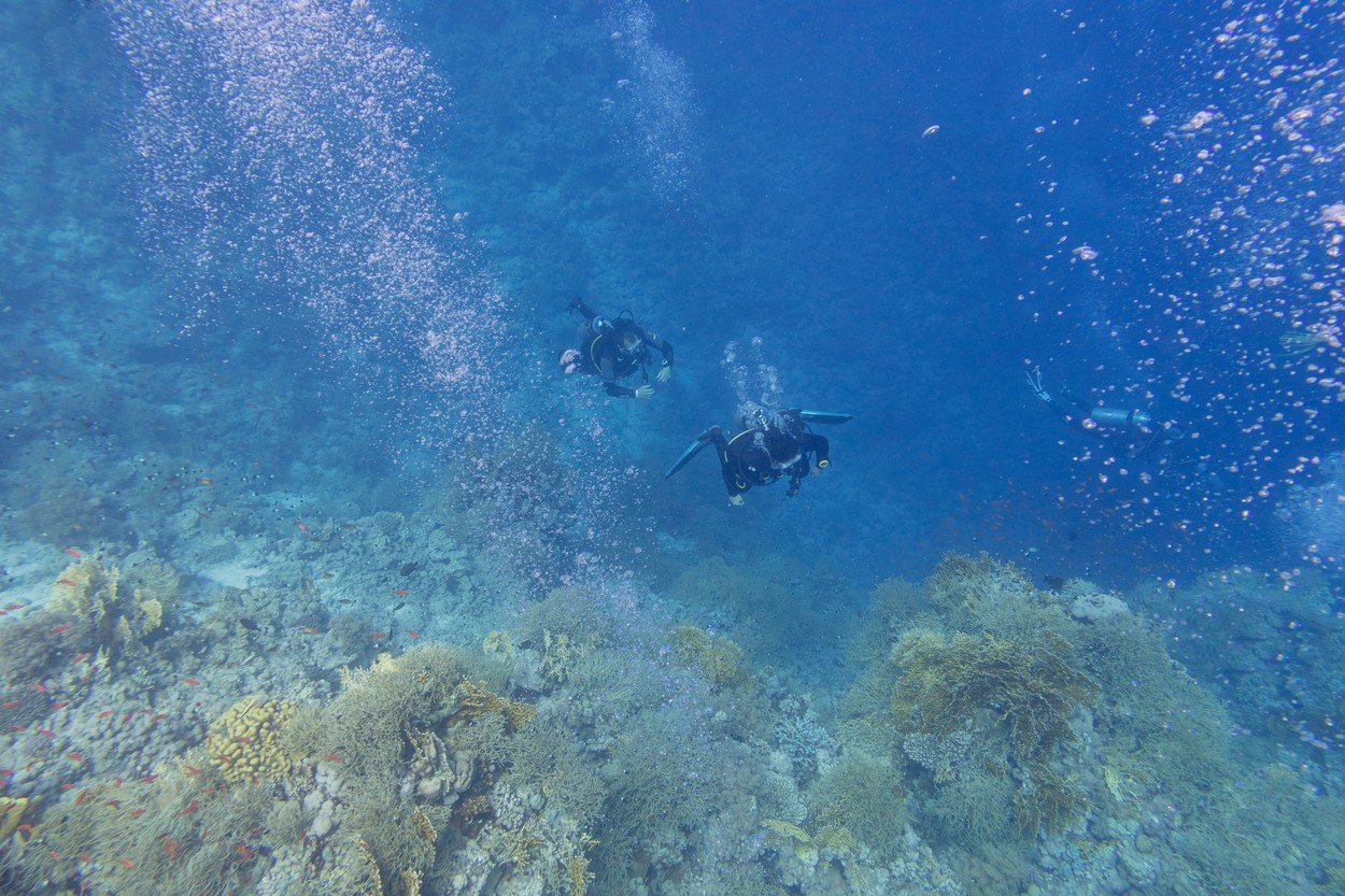 Un nou virus a fost descoperit în Oceanul Pacific, singurul găsit vreodată la o adâncime atât de mare