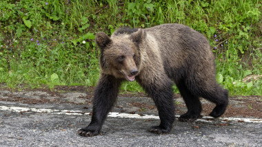 urs brun în România