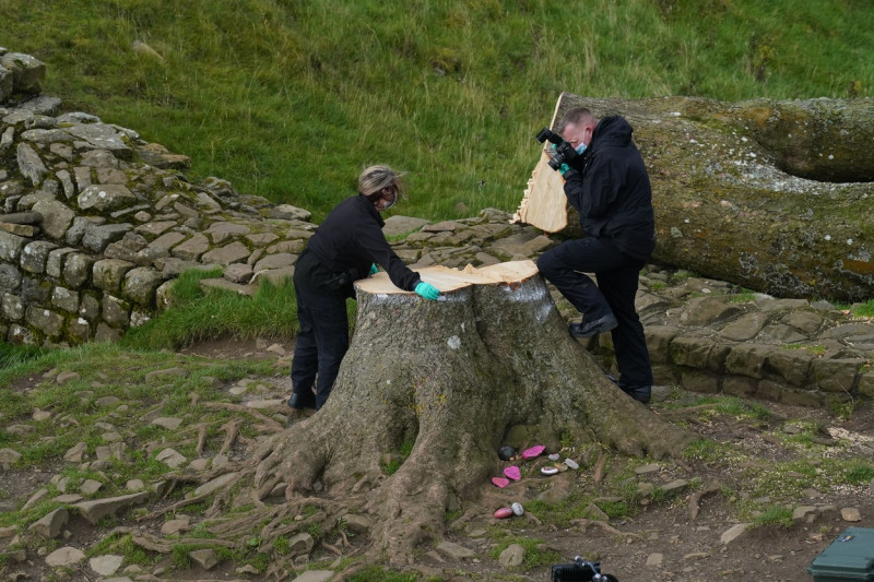 Sycamore Gap tree felled