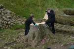 Sycamore Gap tree felled