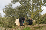 Sycamore Gap tree felled