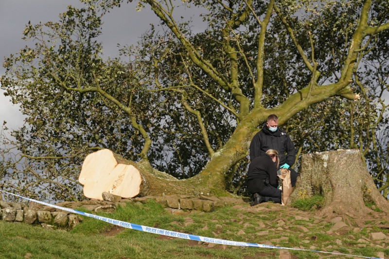 Sycamore Gap tree felled