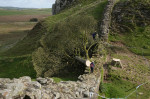 Sycamore Gap tree felled