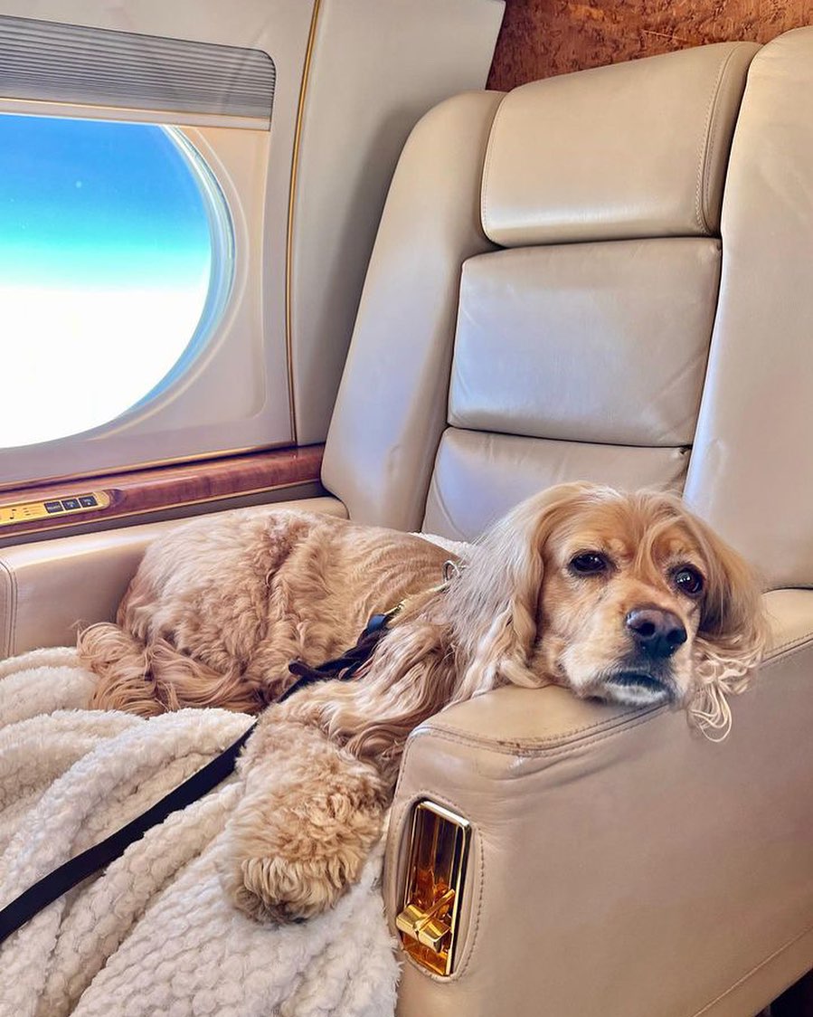 Un serviciu de zbor exclusivist pentru bogații care vor să călătorească în avion cu câinii lor a fost lansat pe ruta Dubai-Londra