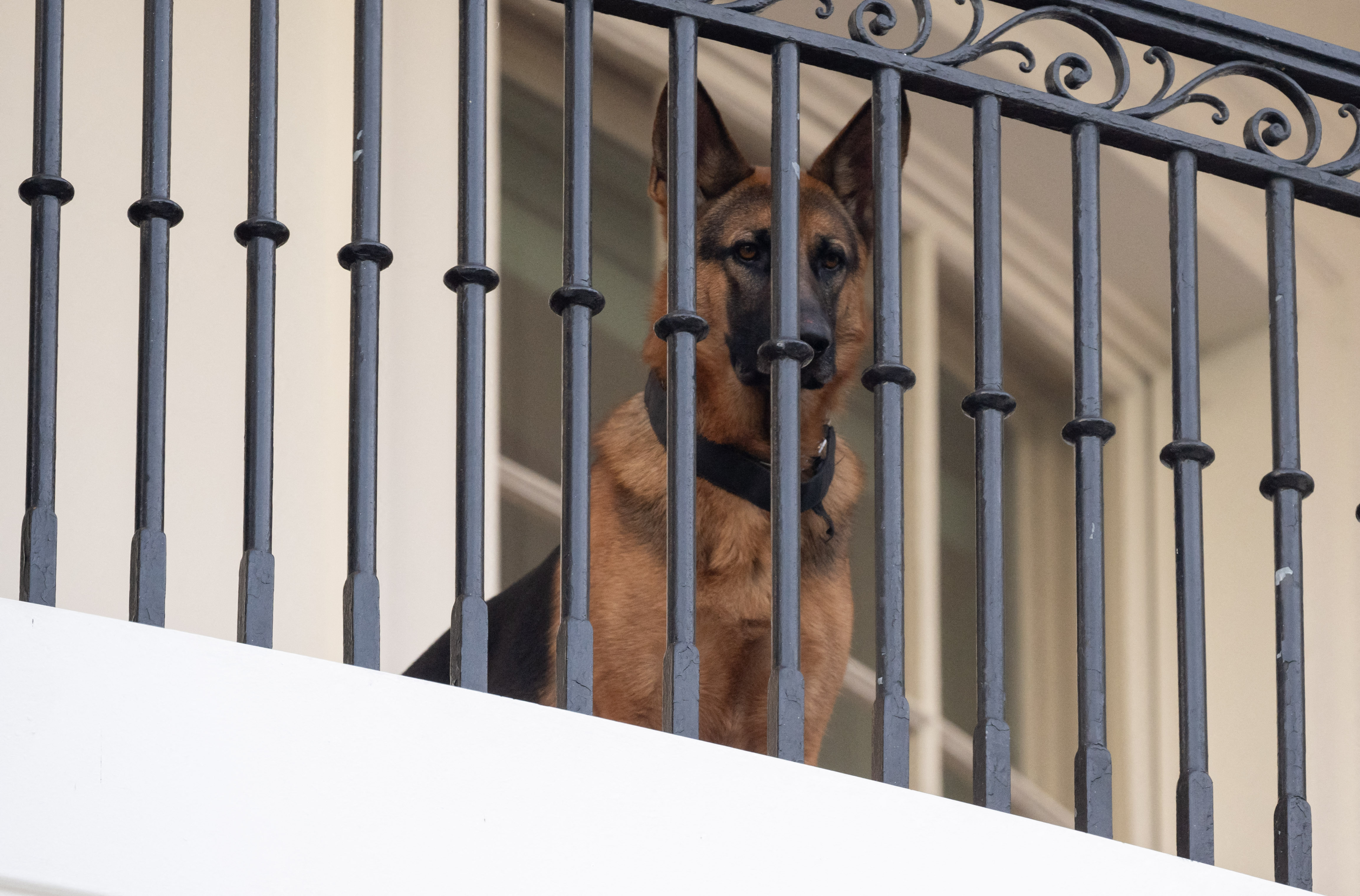 Commander, câinele soților Biden, dat afară de la Casa Albă. A mușcat un agent Secret Service chiar după ce a fost dresat