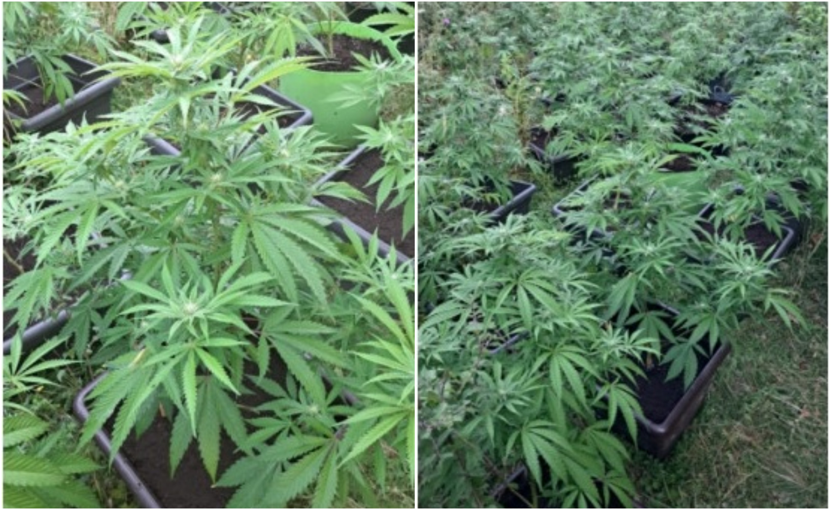 Un fost procuror din Vrancea ar fi cultivat canabis în vița de vie a familiei. "Fac plăcintă tradițională cu semințele"