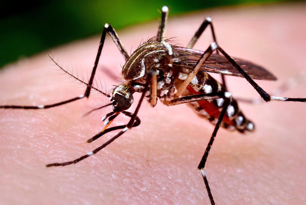 Febra dengue va deveni o problemă majoră în Europa și SUA în următorii zece ani din cauza încălzirii globale, avertizează OMS