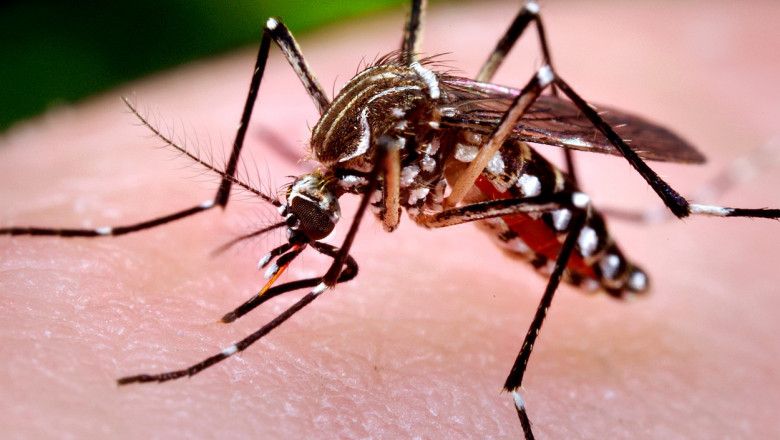 Țânțarul Aedes Aegypti, cel care răspândește virusul febrei dengue