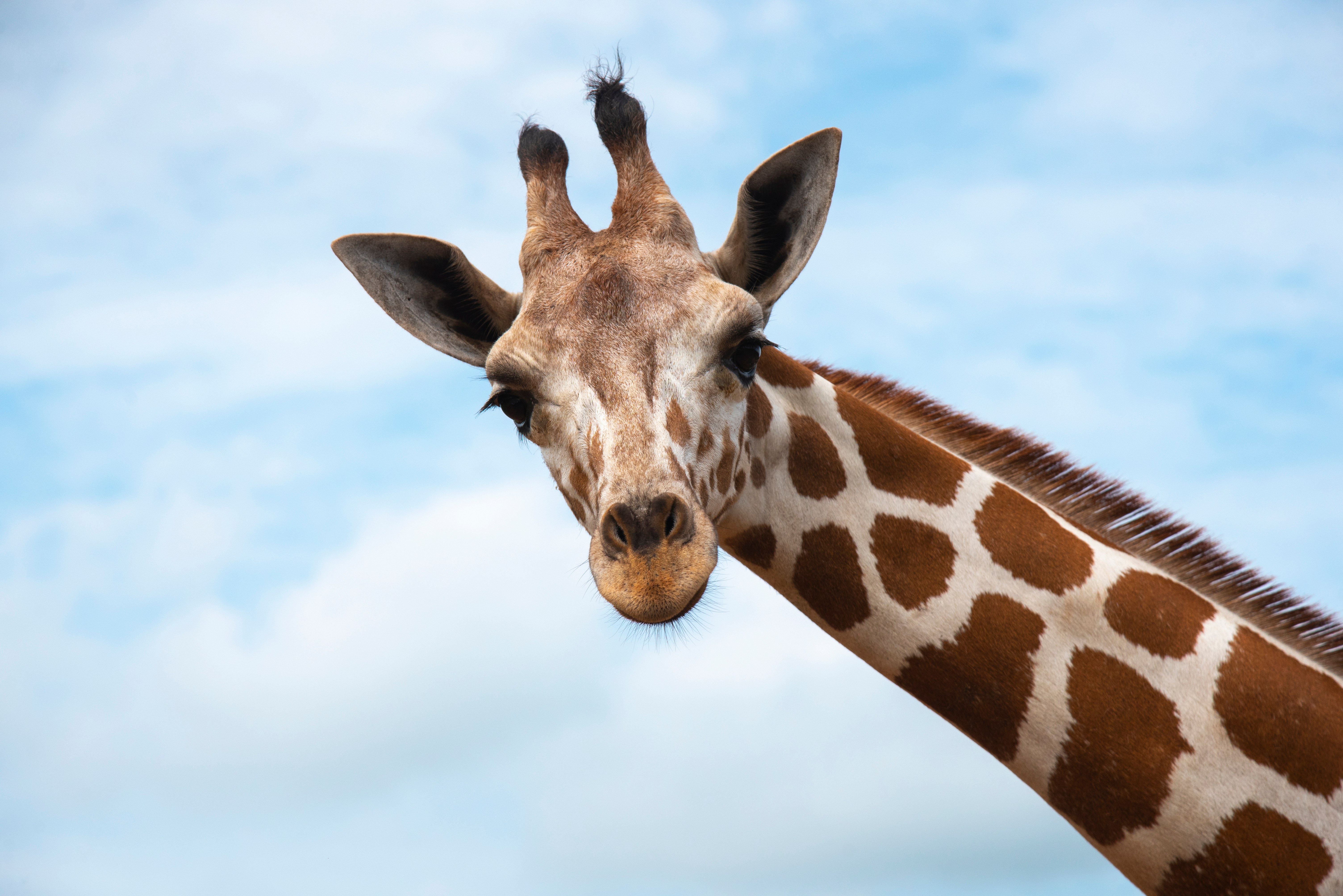 O femeie a încercat să intre în SUA cu o cutie cu fecale de girafă, dar a fost oprită de vameși. Voia să își facă un colier din ele