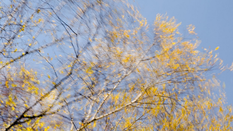 tree branches on windy weather