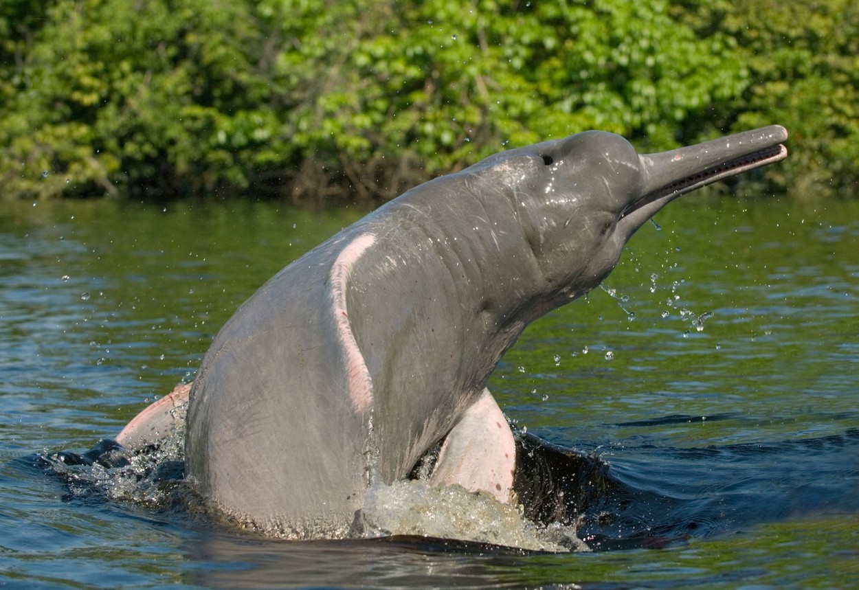 Peste o sută de delfini au fost găsiți morți într-un lac amazonian din Brazilia