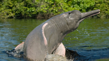Boto or Amazon River Dolphin Inia geoffrensis WILD Rio Negro BRAZIL