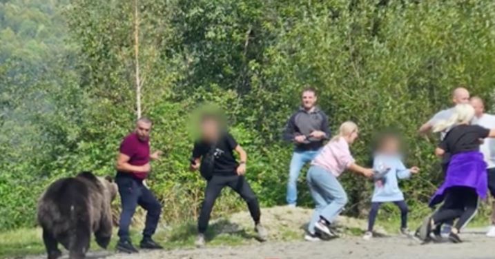Turiști inconștienți pe Transfăgărășan. Și-au adus copiii să facă poze cu un urs care s-a repezit la ei