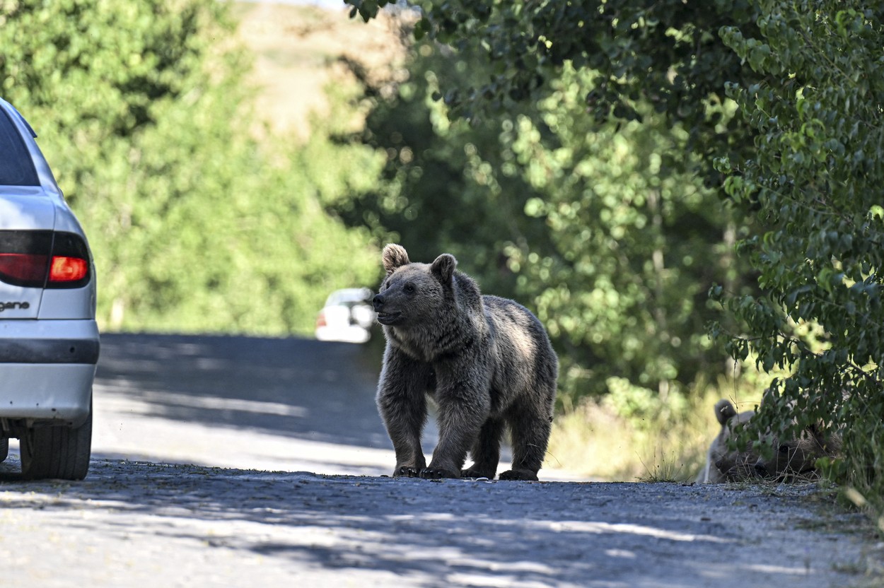 Un urs a fost văzut pe o stradă din Sinaia.  Cetățenii, avertizați prin RO-ALERT