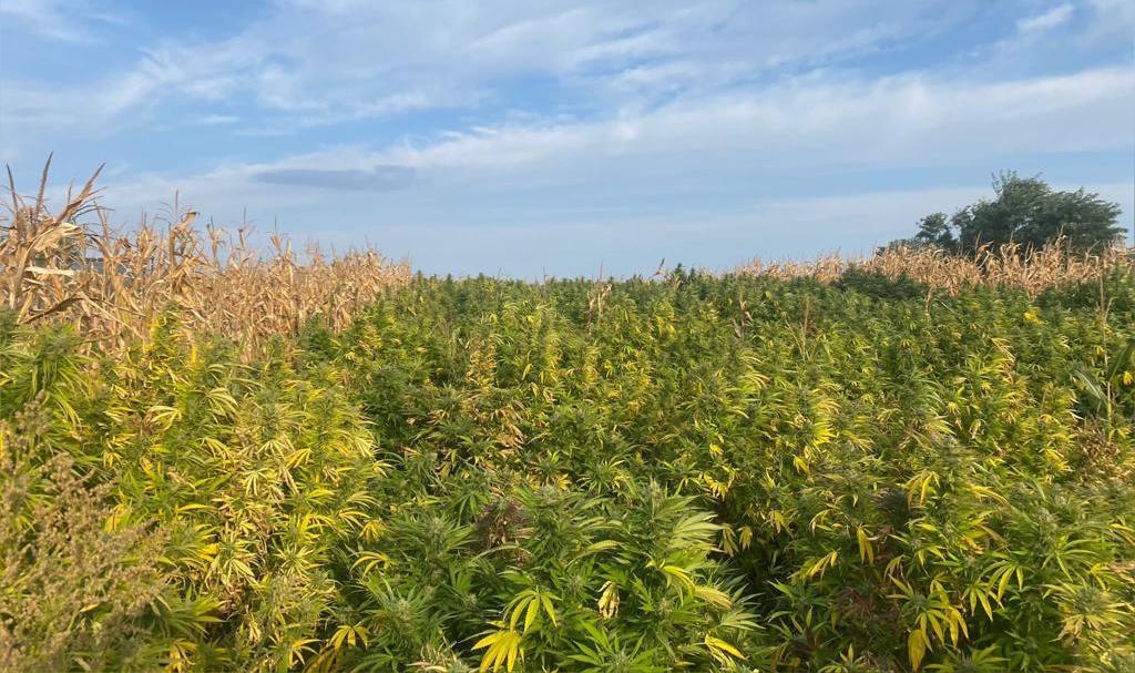 Cultură de canabis de 1,2 tone, ascunsă într-un lan de porumb în Neamț. Doi traficanți furau de la „cultivator” ca să vândă mai departe
