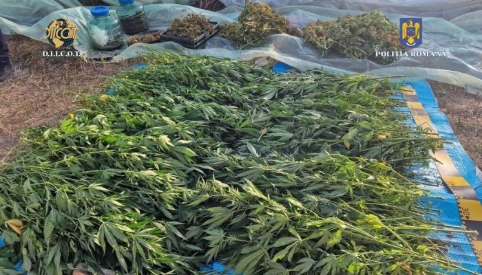 Afacere cu droguri în familie. Un bărbat din Prahova cultiva canabis și îl vindea cu ajutorul nepotului său minor
