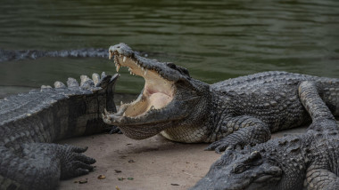 Crocodili
