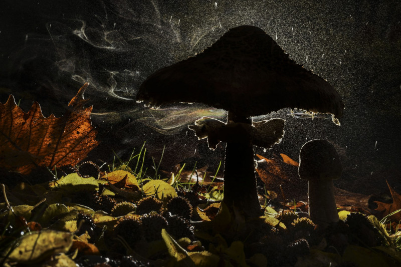 fotograful-anului-plante-și-fungi