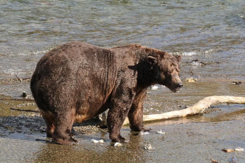 Mama bear Grazer is the winner of Fat Bear Week 2023 as she gets bulk of votes in final showdown versus Chunk