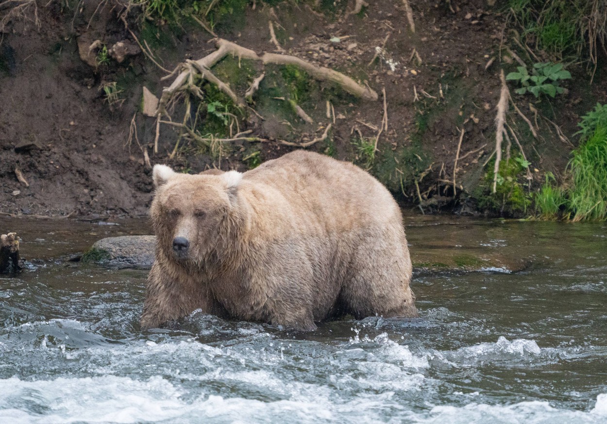 Femela 128 Grazer, desemnată cel mai gras urs brun din Alaska