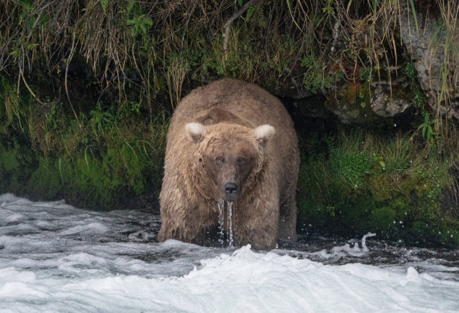 Mama bear Grazer is the winner of Fat Bear Week 2023 as she gets bulk of votes in final showdown versus Chunk