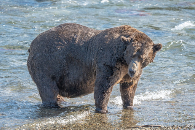 Mama bear Grazer is the winner of Fat Bear Week 2023 as she gets bulk of votes in final showdown versus Chunk