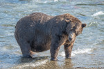 Mama bear Grazer is the winner of Fat Bear Week 2023 as she gets bulk of votes in final showdown versus Chunk