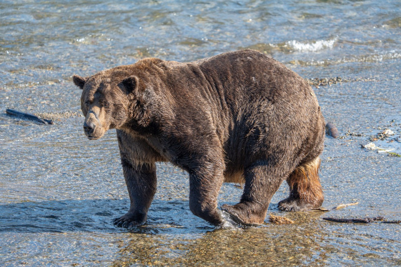 Mama bear Grazer is the winner of Fat Bear Week 2023 as she gets bulk of votes in final showdown versus Chunk