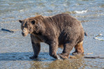 Mama bear Grazer is the winner of Fat Bear Week 2023 as she gets bulk of votes in final showdown versus Chunk