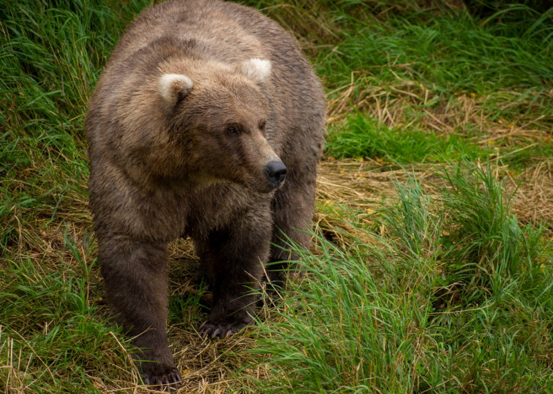 Katmai National Park Fat Bear Contest