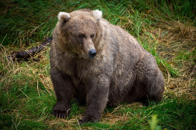 An adult Brown Bear known as 128 Grazer in the grass at Brooks Falls in Katmai National Park and Preserve September 12, 2021 near King Salmon, Alaska. The park is holding the annual Fat Bear contest to decide which bear gained the most weight during the s