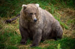 An adult Brown Bear known as 128 Grazer in the grass at Brooks Falls in Katmai National Park and Preserve September 12, 2021 near King Salmon, Alaska. The park is holding the annual Fat Bear contest to decide which bear gained the most weight during the s