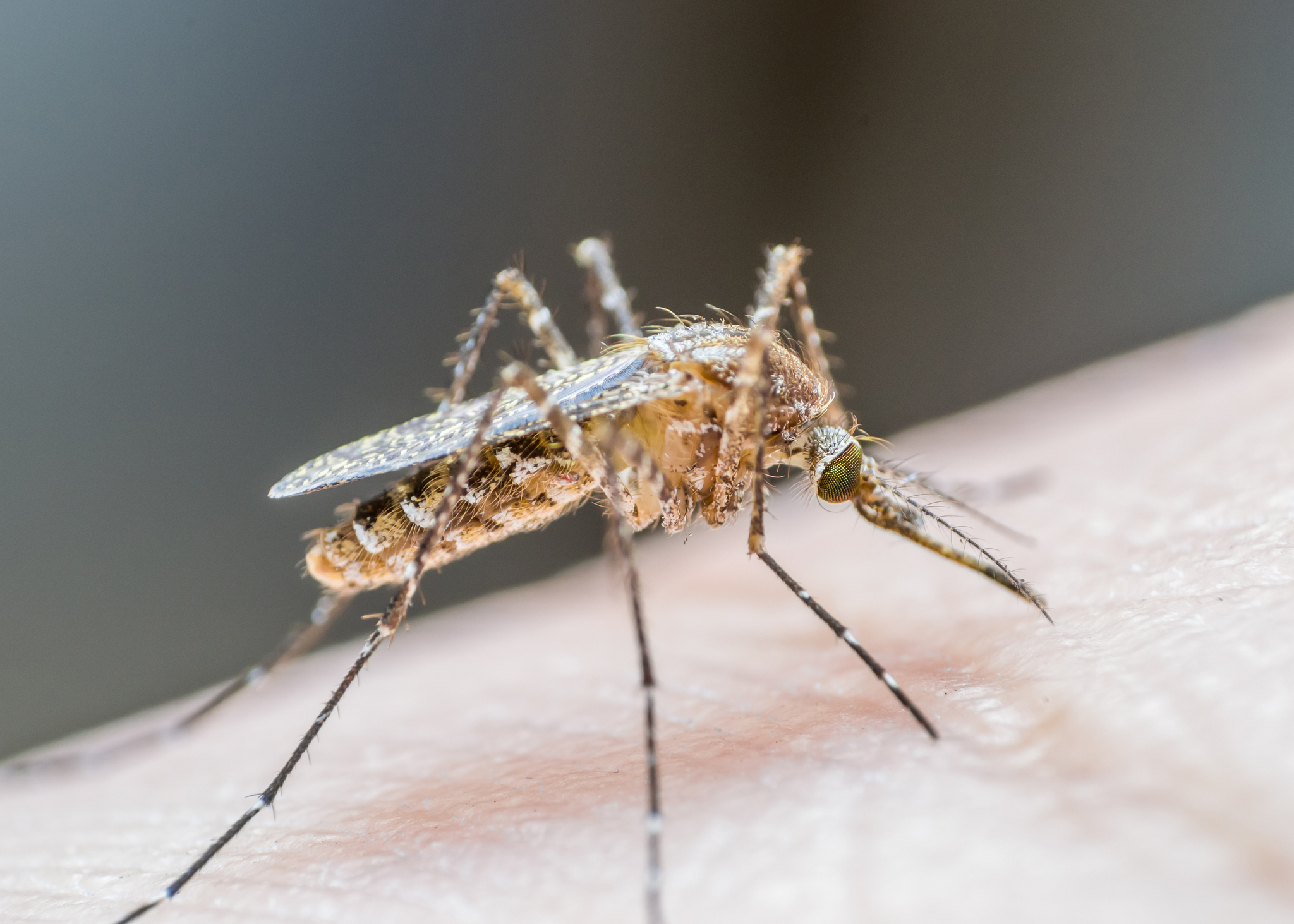 INSP: 82 de cazuri de infecție cu West Nile în România. 10 dintre pacienți au decedat