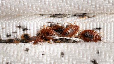 plosnite bed bugs