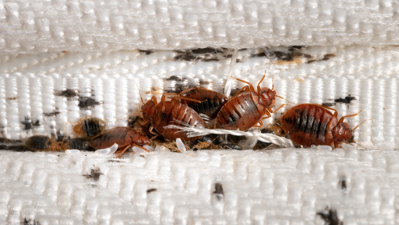plosnite bed bugs