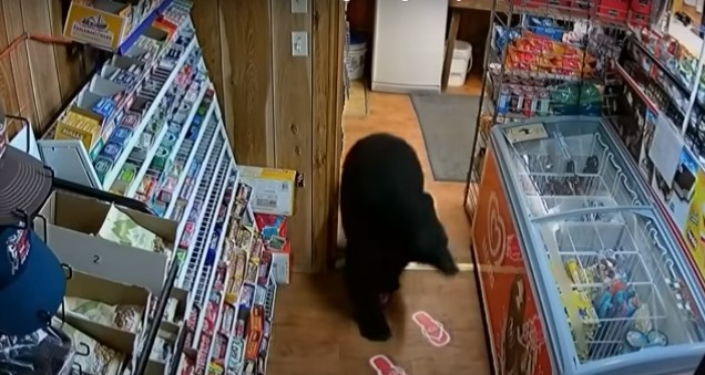 VIDEO Un urs a intrat într-o benzinărie din Canada și a furat o pungă de jeleuri în formă de ursuleți