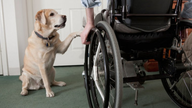 Service dog with a man in a wheelchair