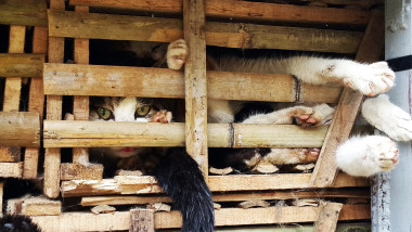 pisici în cușcă de lemn