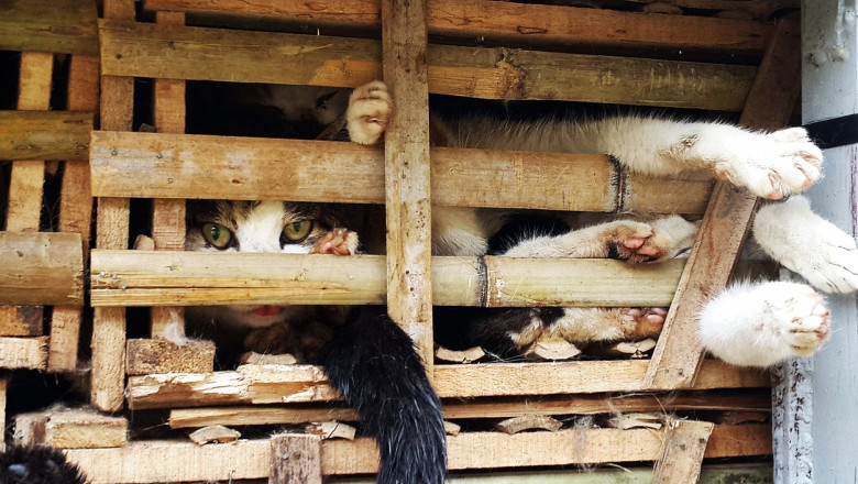 pisici în cușcă de lemn