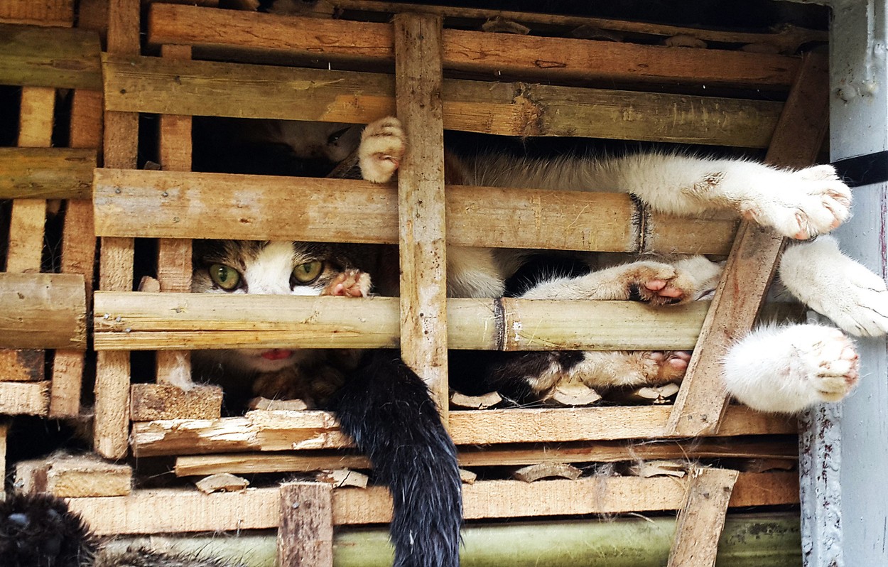 1.000 de pisici au fost salvate dintr-un camion care se îndrepta spre abator. Carnea urma să fie vândută ca porc sau oaie