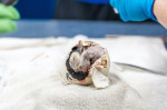 Emperor penguin chick hatches for first time in over a decade