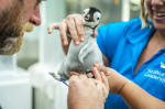 Emperor penguin chick hatches for first time in over a decade