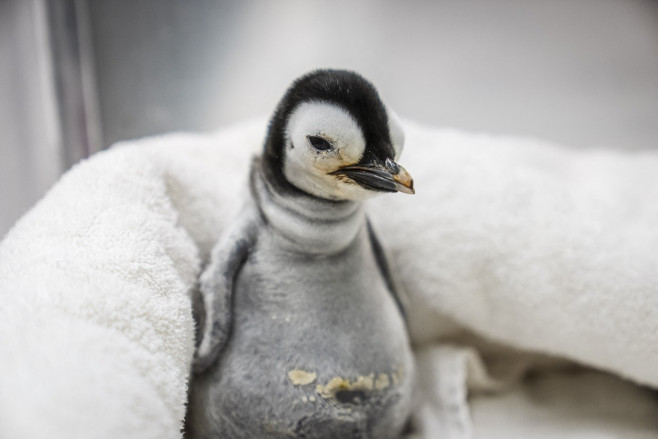 Emperor penguin chick hatches for first time in over a decade