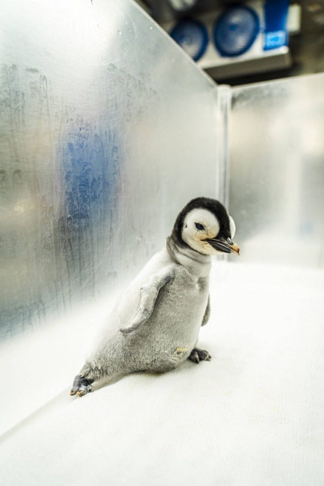 Emperor penguin chick hatches for first time in over a decade